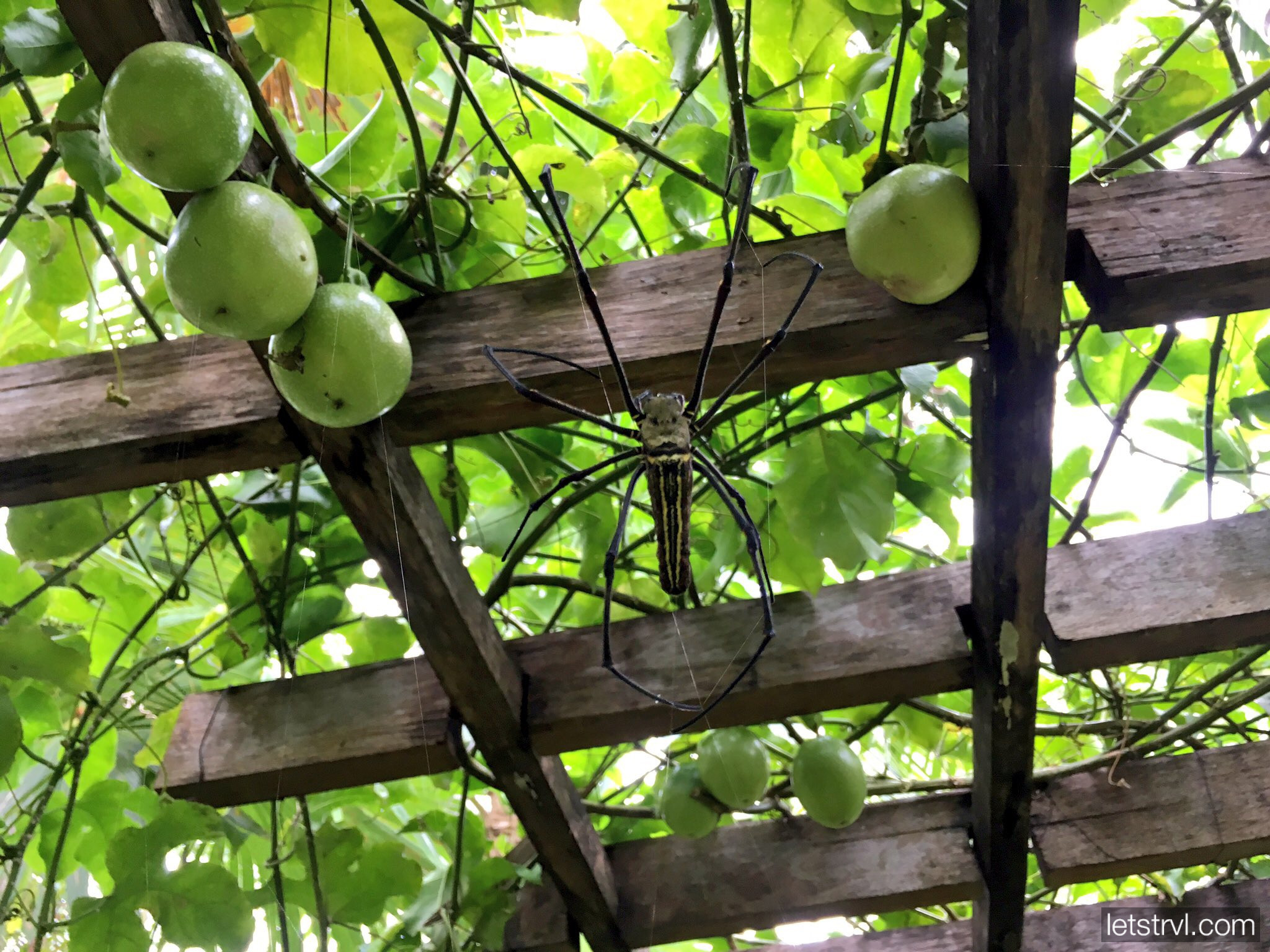 Гиганстский паук кругопряд нефил Nefila на Бали