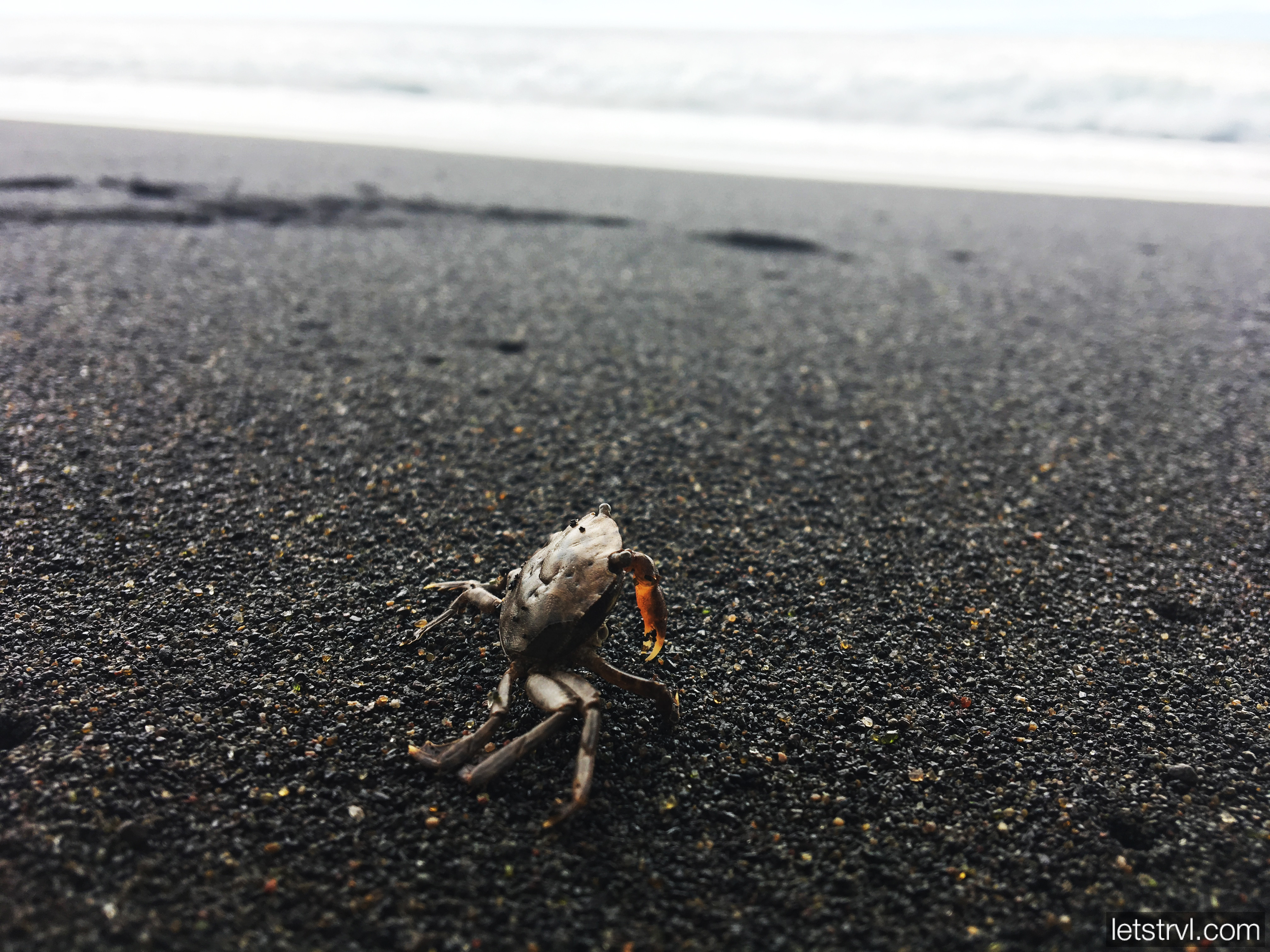 Краб на черном пляже Бали