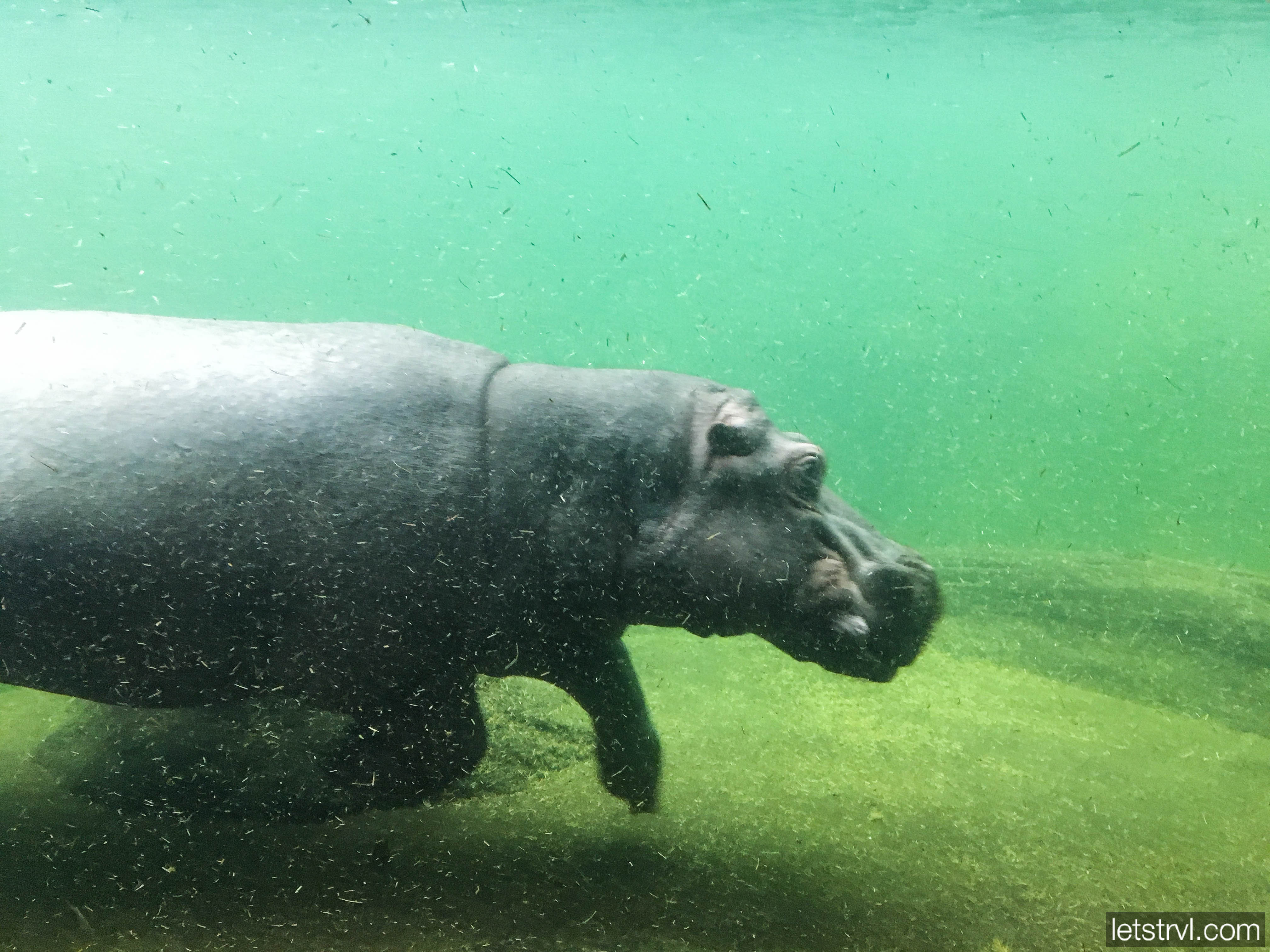Бегемот под водой