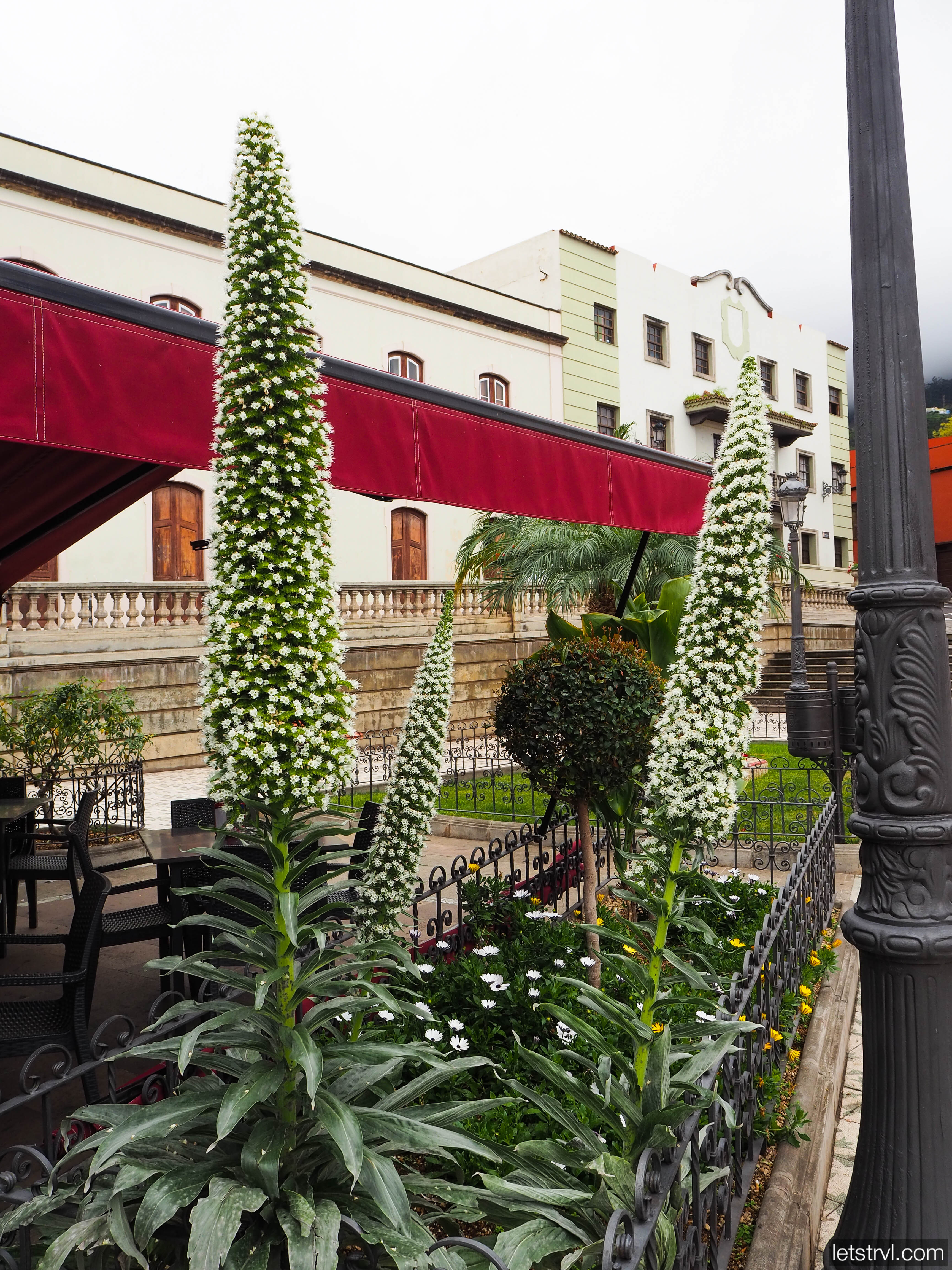 Белый тахинасте на Тенерифе