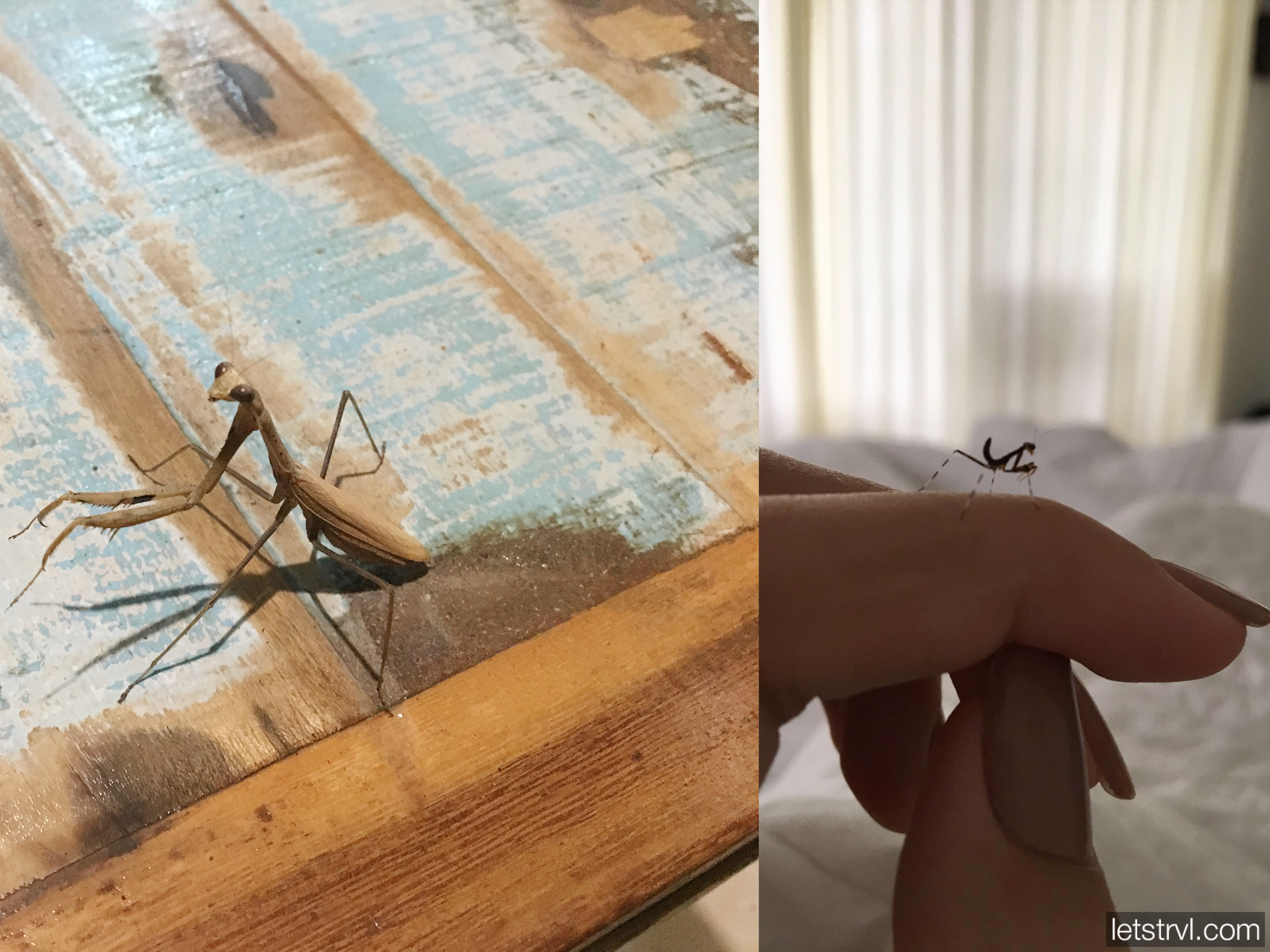 Большой и маленький богомолы