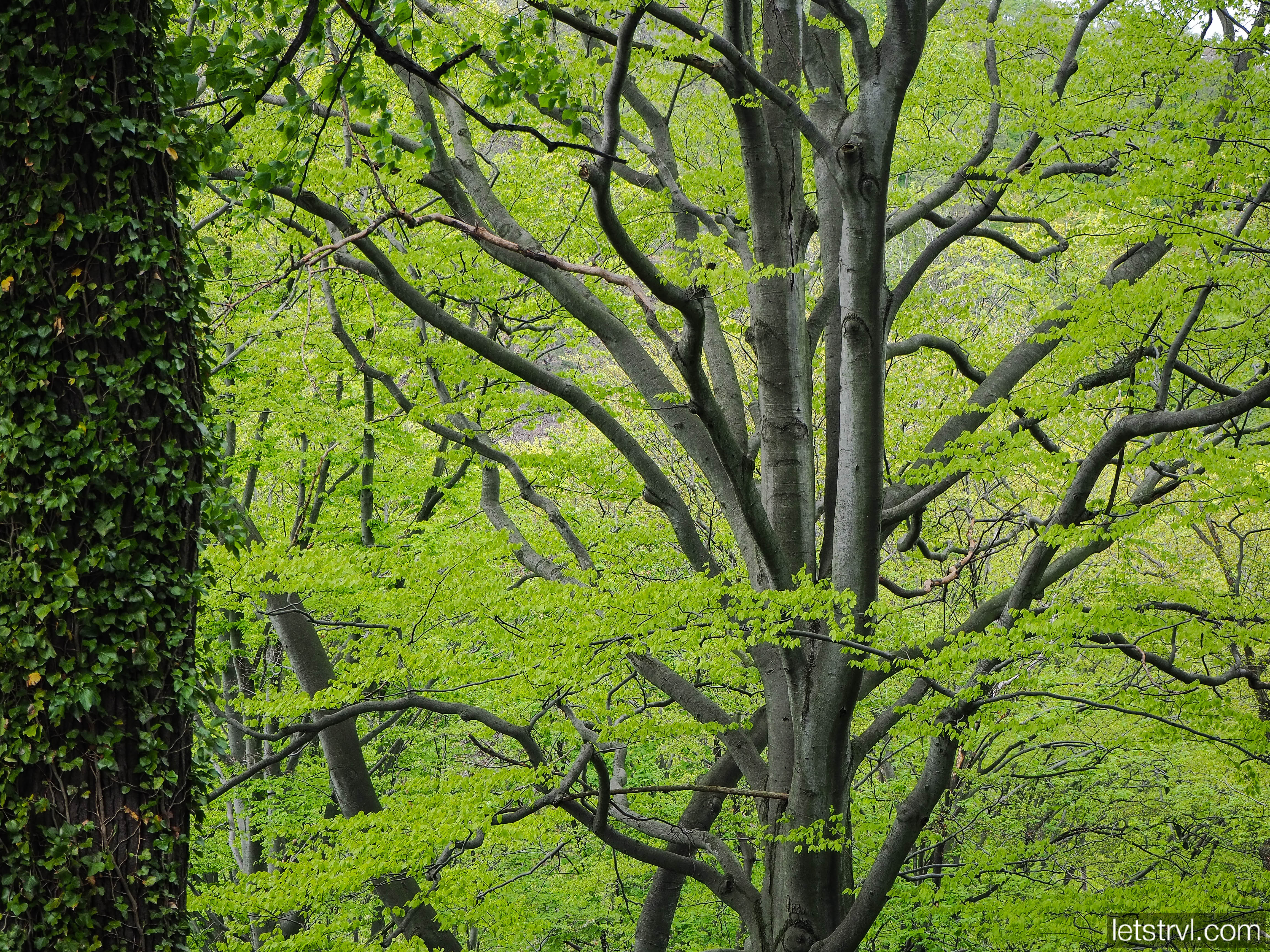 Буковый парк возле Ксенжа