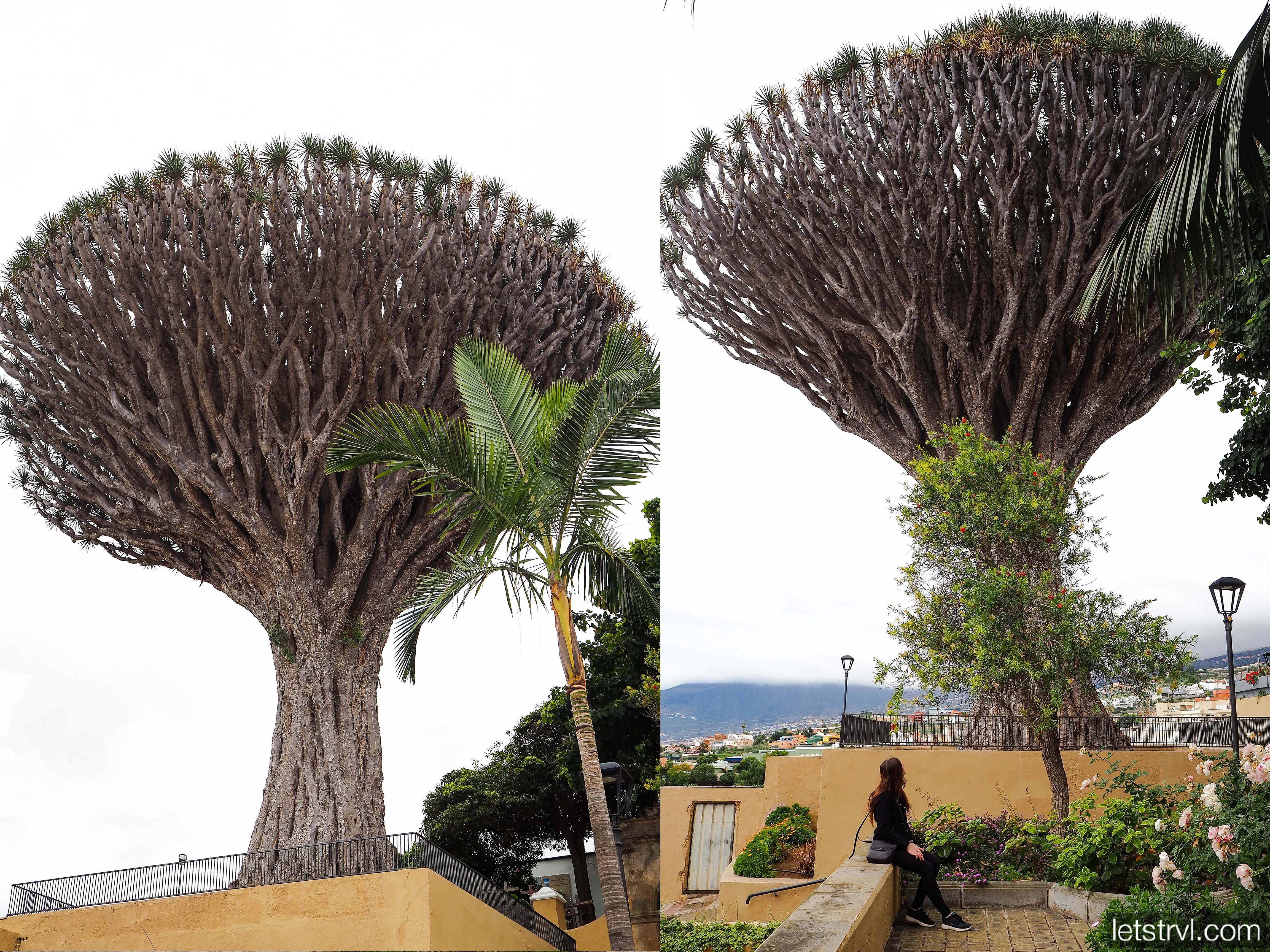 Драконовое дерево в Лос-Реалехос