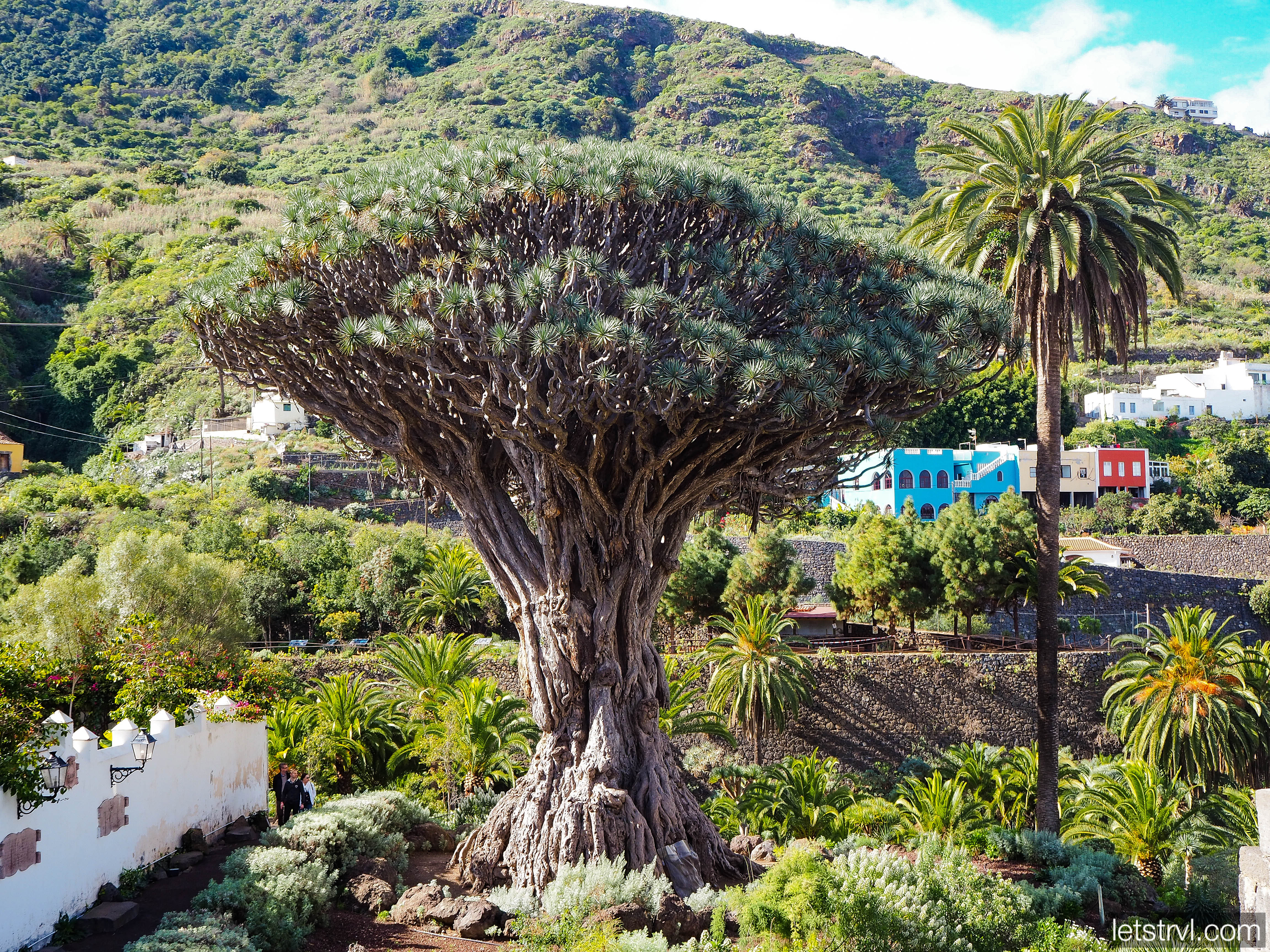 Драконовое дерево на Тенерифе