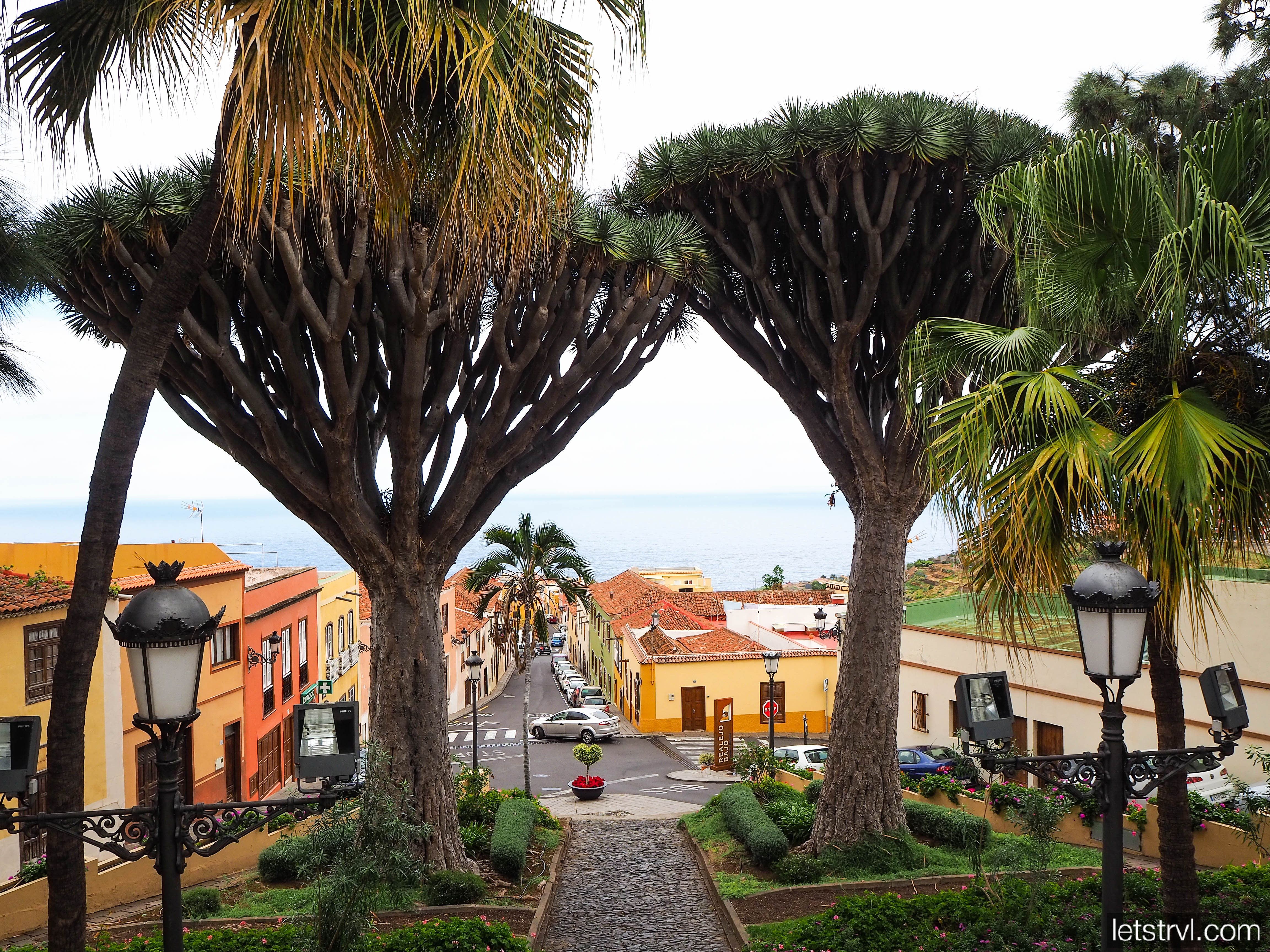 Драконовые деревья в Лос-Реалехосе