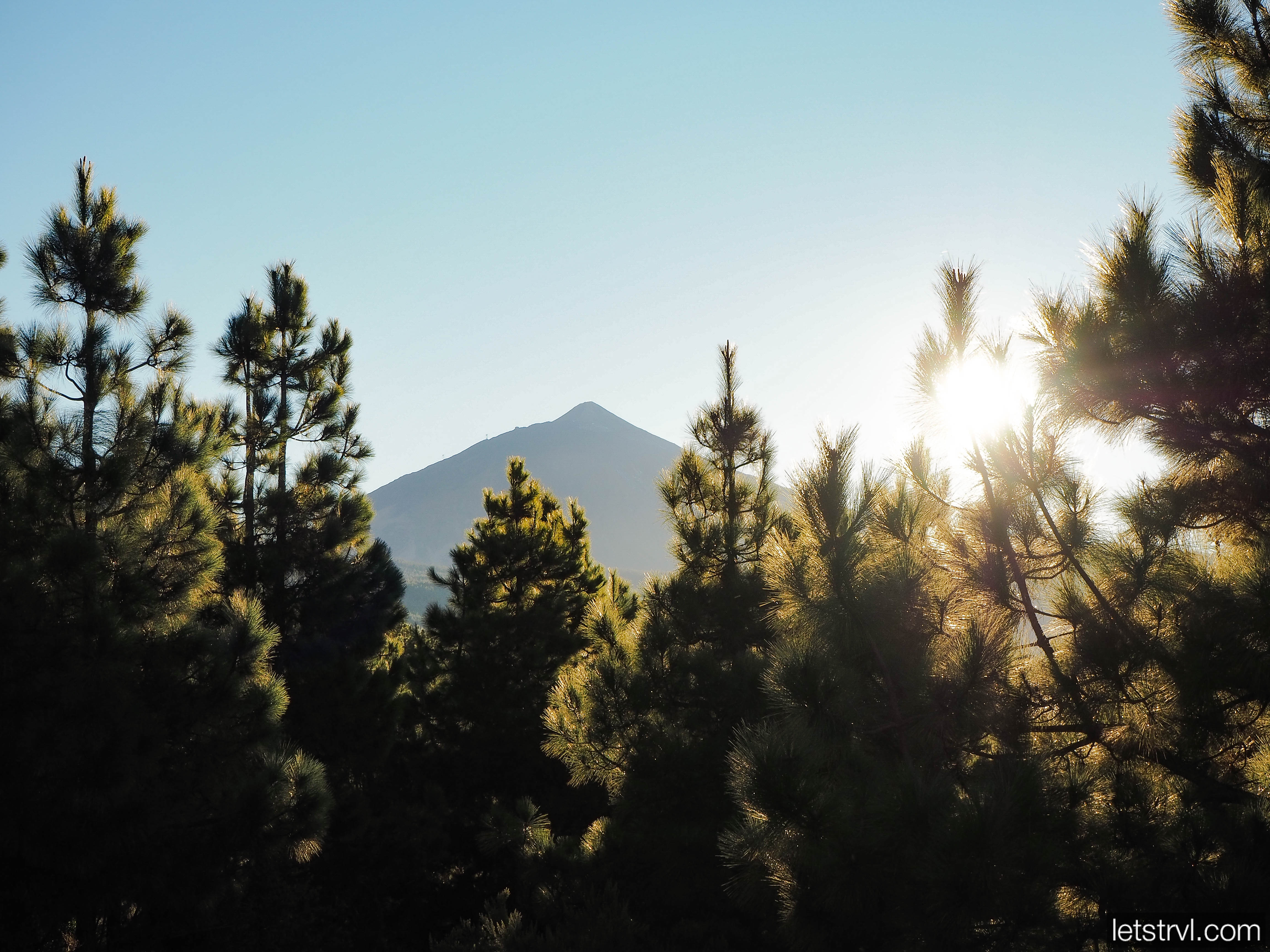 Канарские сосны с вулканом Тейде на закате