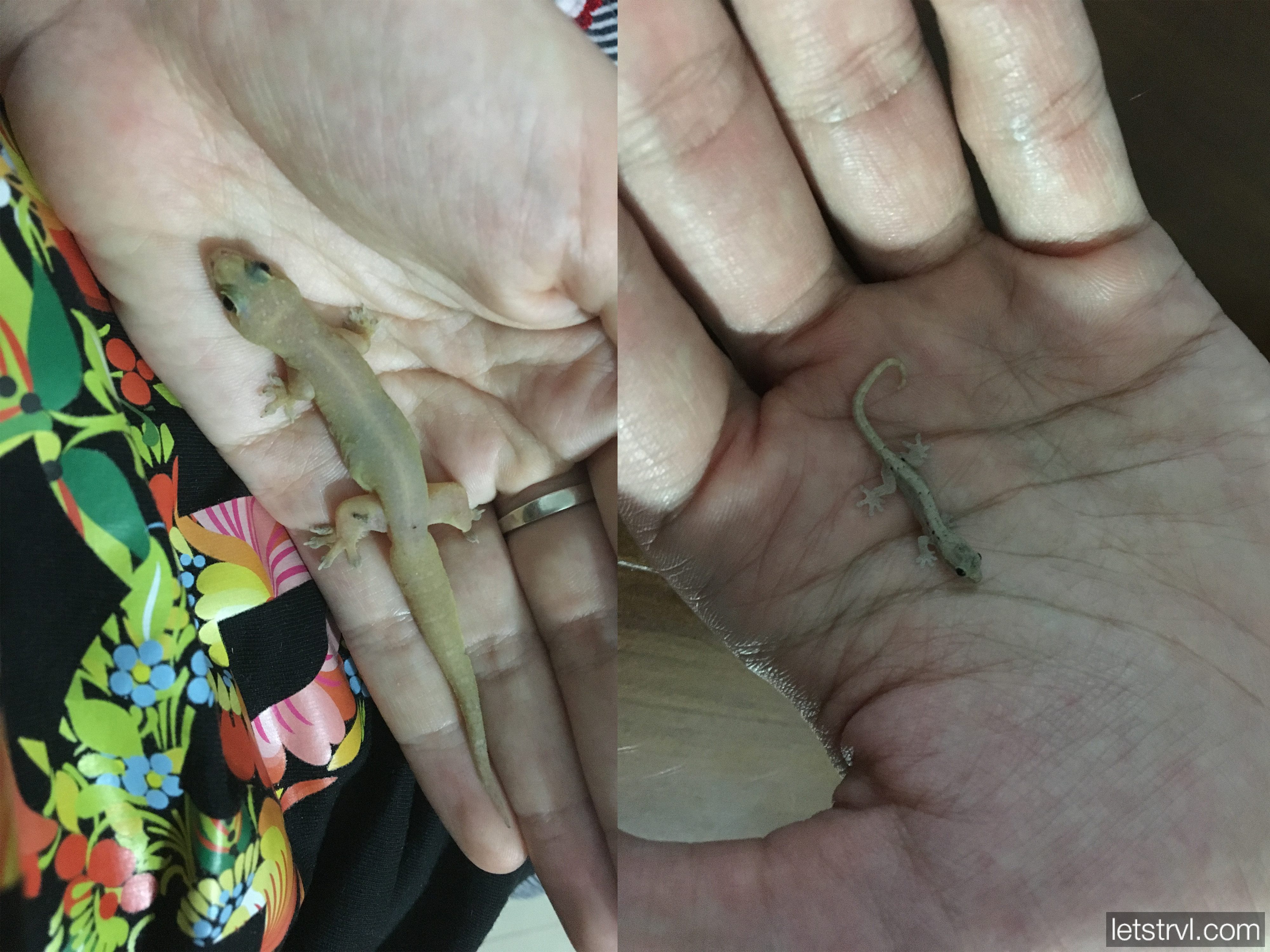 Маленький и большой гекконы в Азии