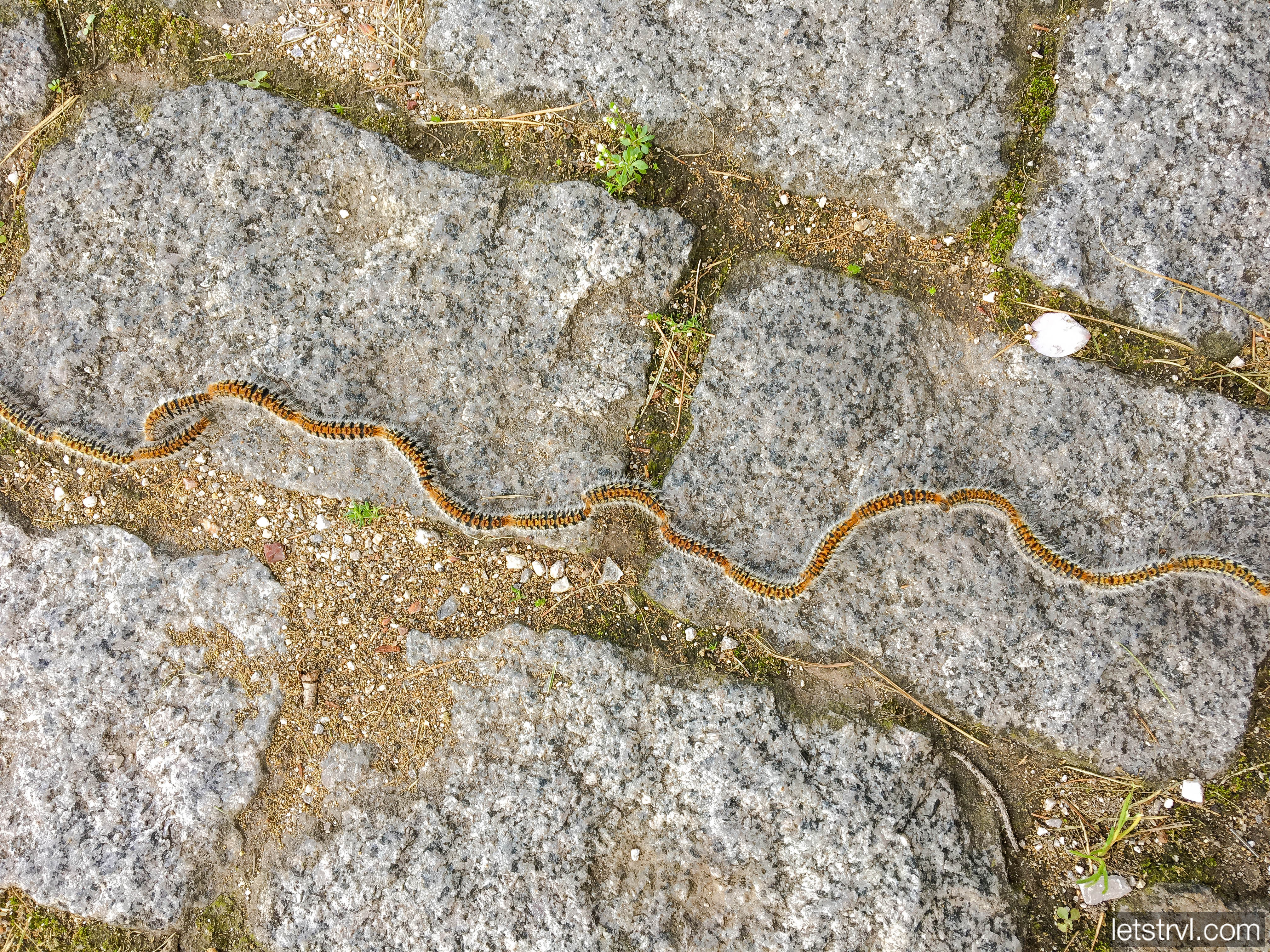 Миграция гусениц походного шелкопряда