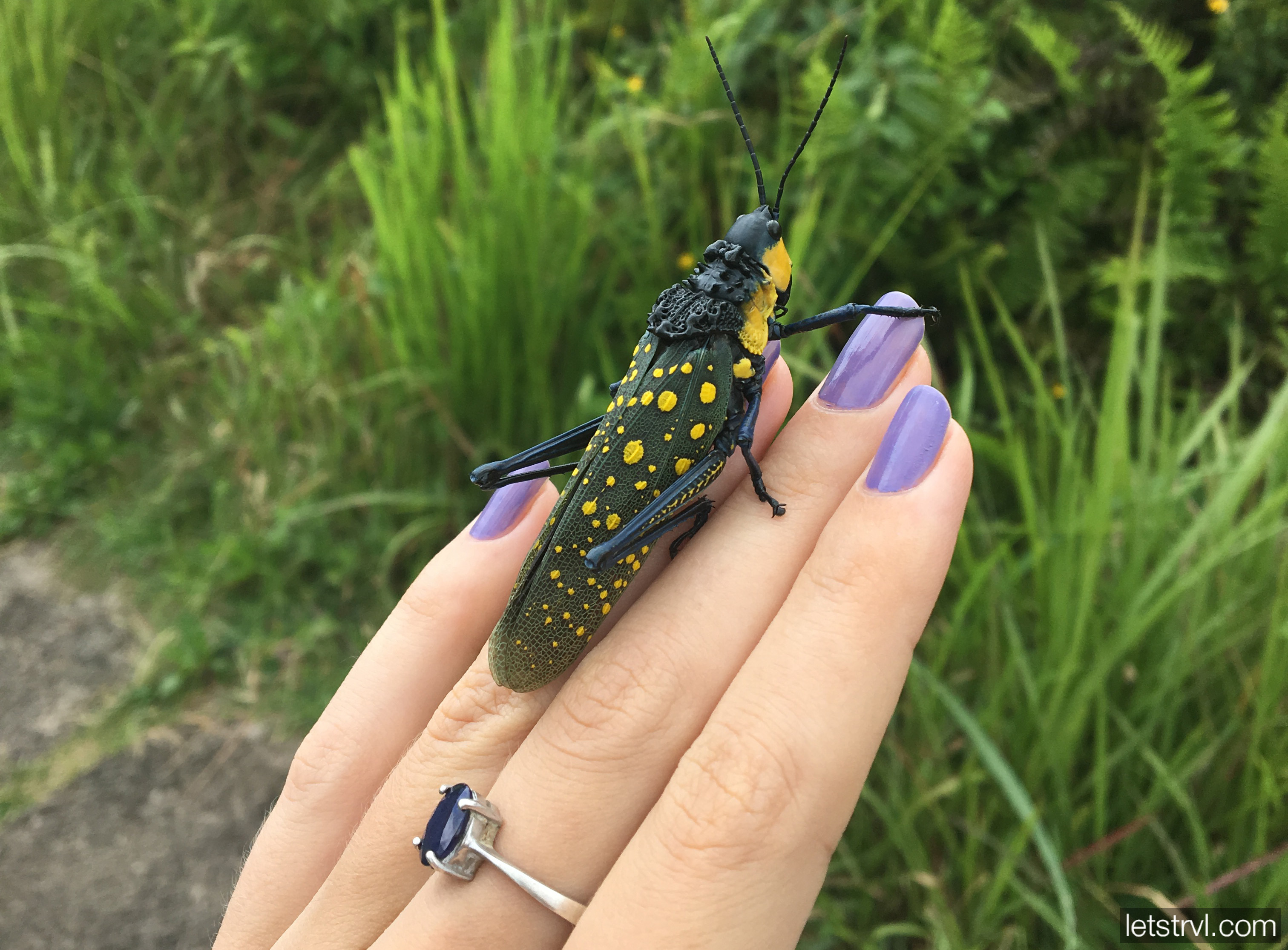 Насекомые на Бали