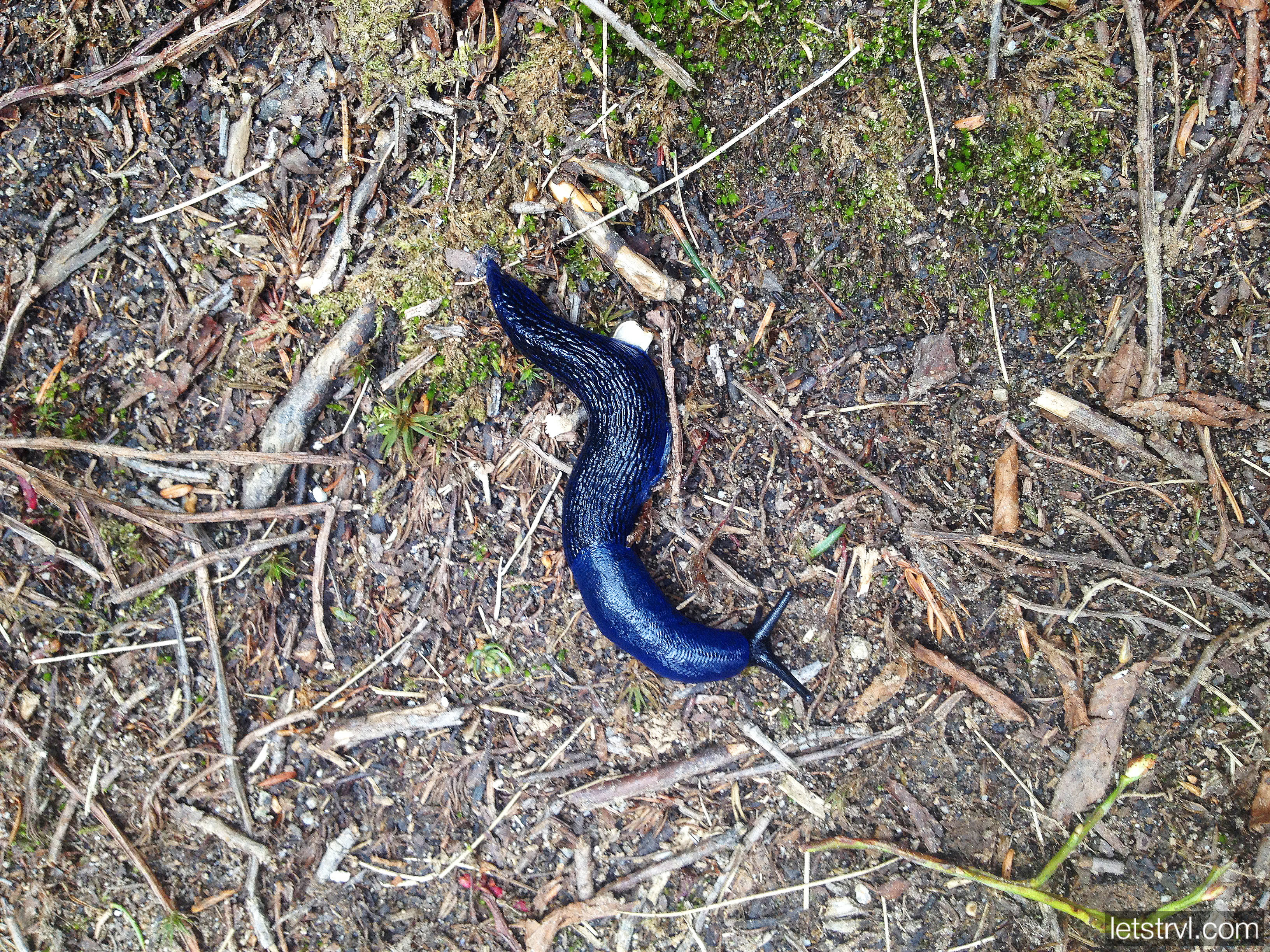 Синий слизень в Карпатах