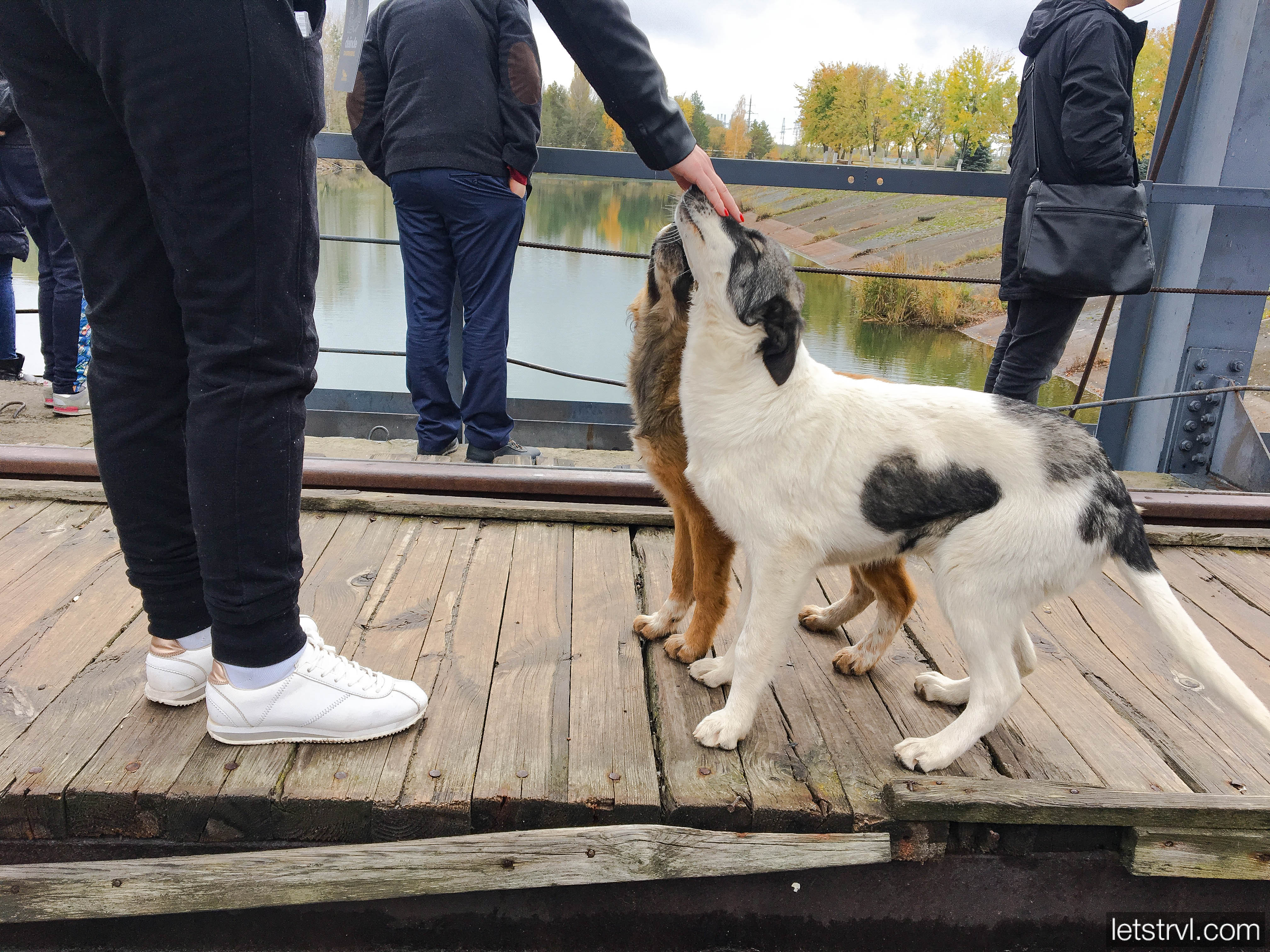 Собаки в Чернобыле