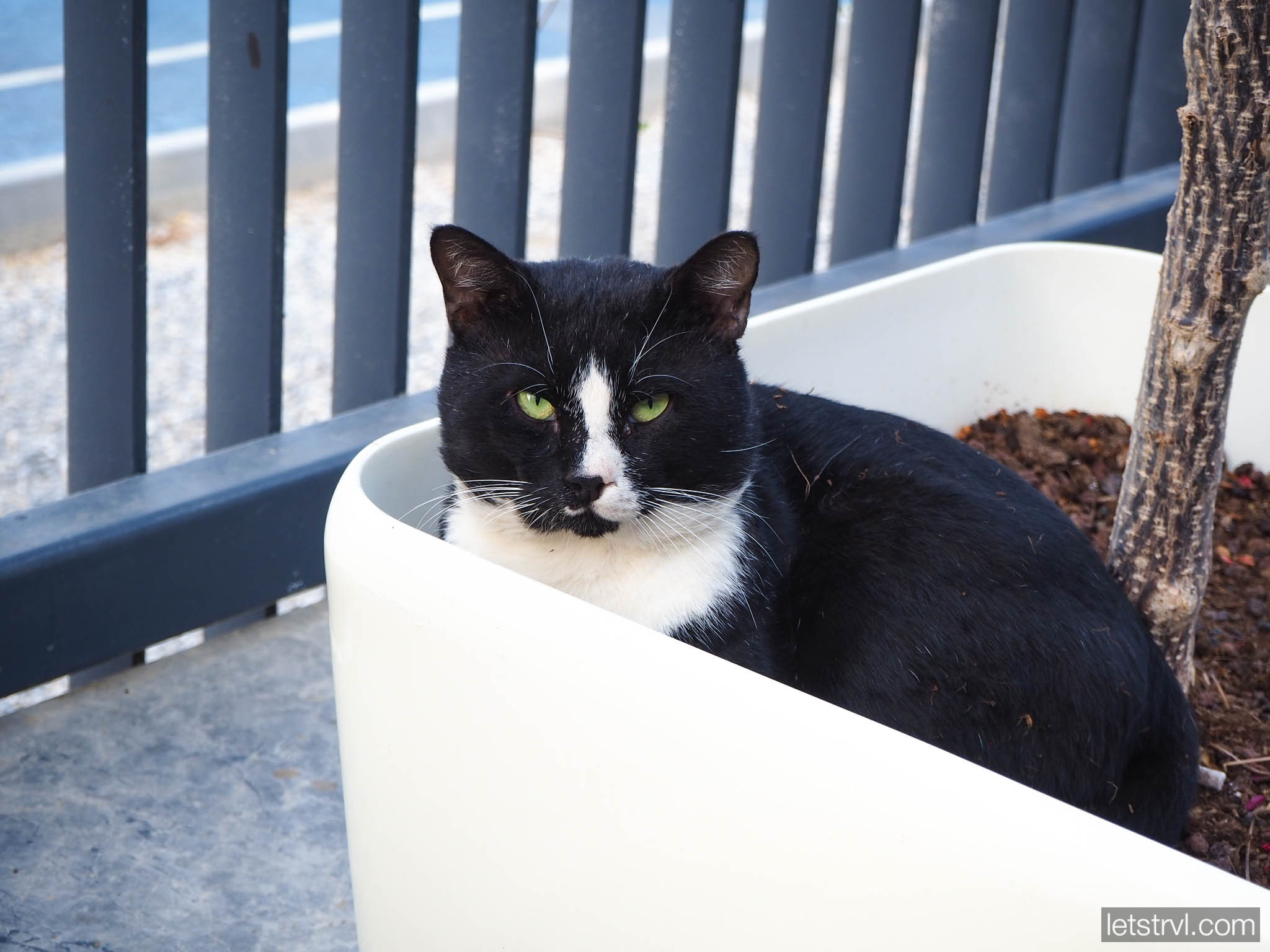 Турецкий кот в отеле Bosphorus Sorgun