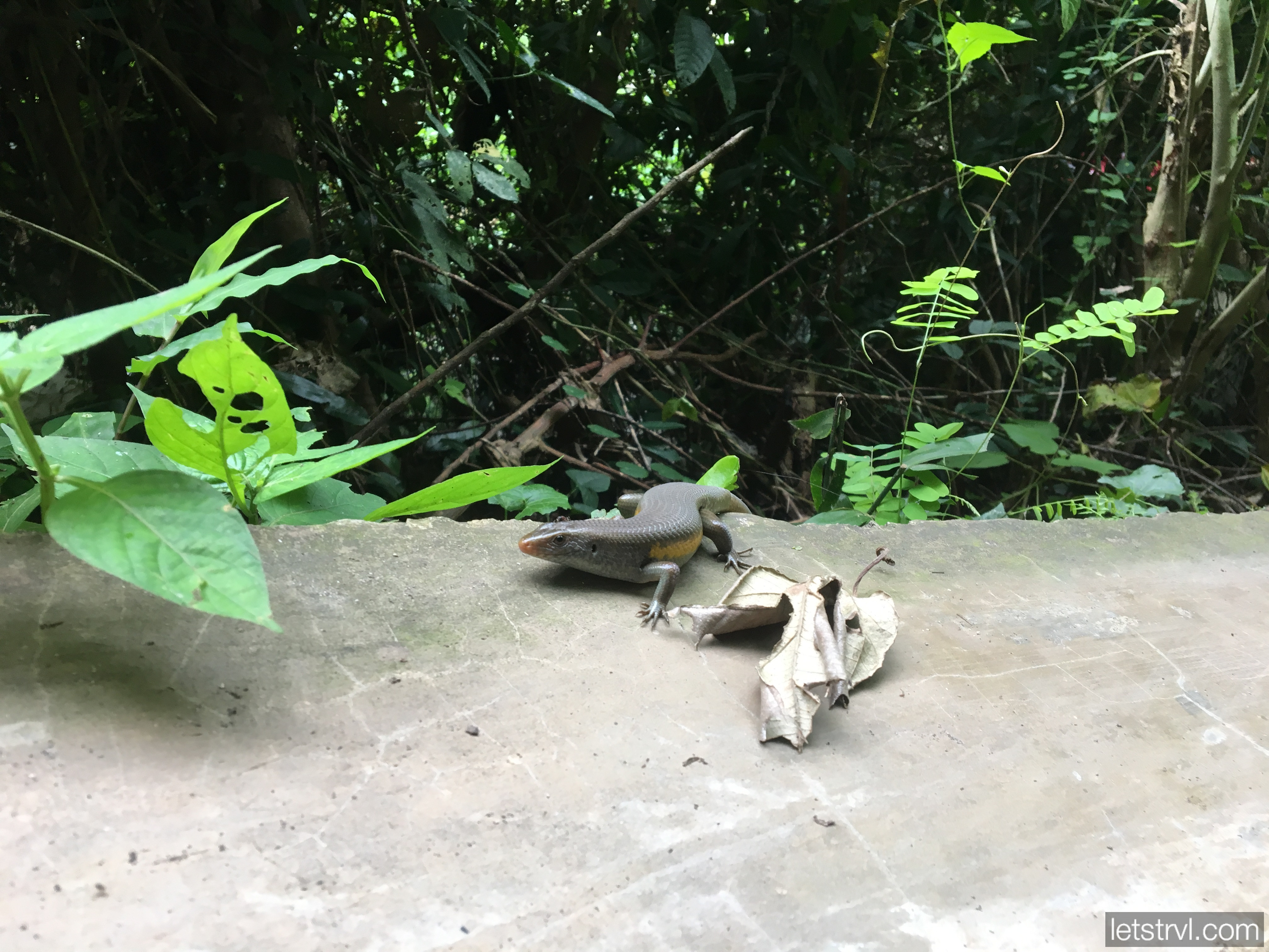 Ящерица Индонезия